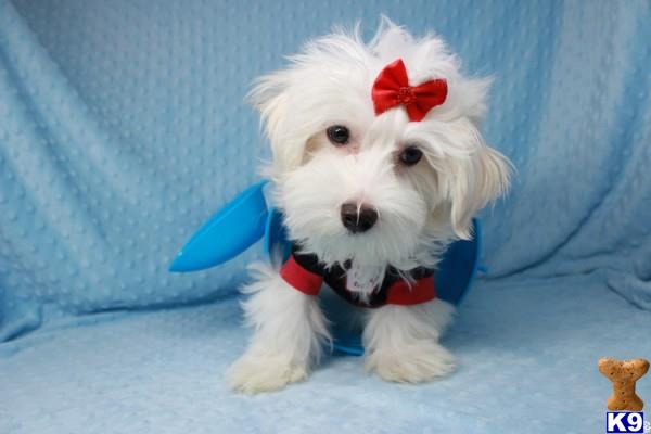 lvpuppyheaven Picture 3